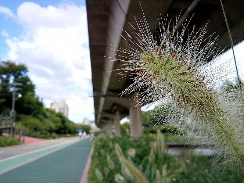 으르렁거리는 수크령(Chinese Fountain Grass)