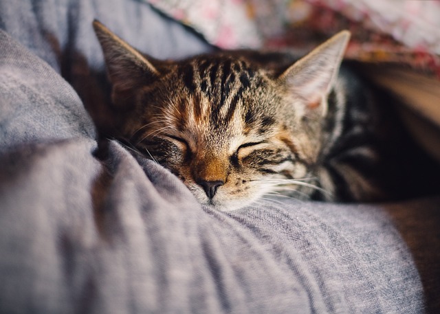 고양이는 하루에 몇 시간을 잘까?? <고양이가 잠이 많은 이유>