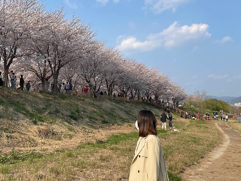 [부산 대저생태공원] 벚꽃 유채꽃 봄 꽃놀이 다했다
