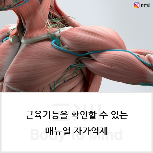 근육기능(muscle function)을 확인할 수 있는 매뉴얼 자가억제(manual self inhibition)