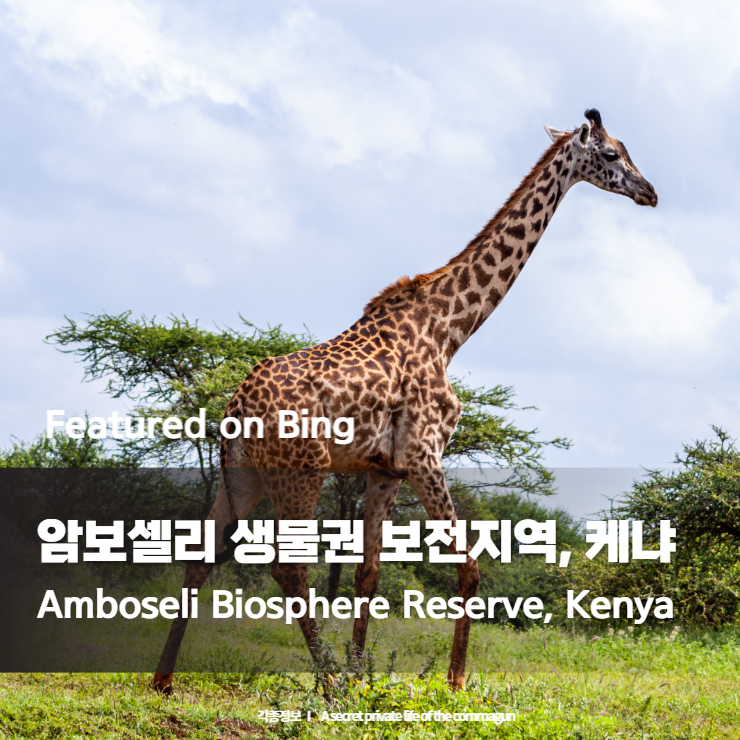 Featured on Bing - 암보셀리 생물권 보전지역, 케냐 Amboseli Biosphere Reserve, Kenya