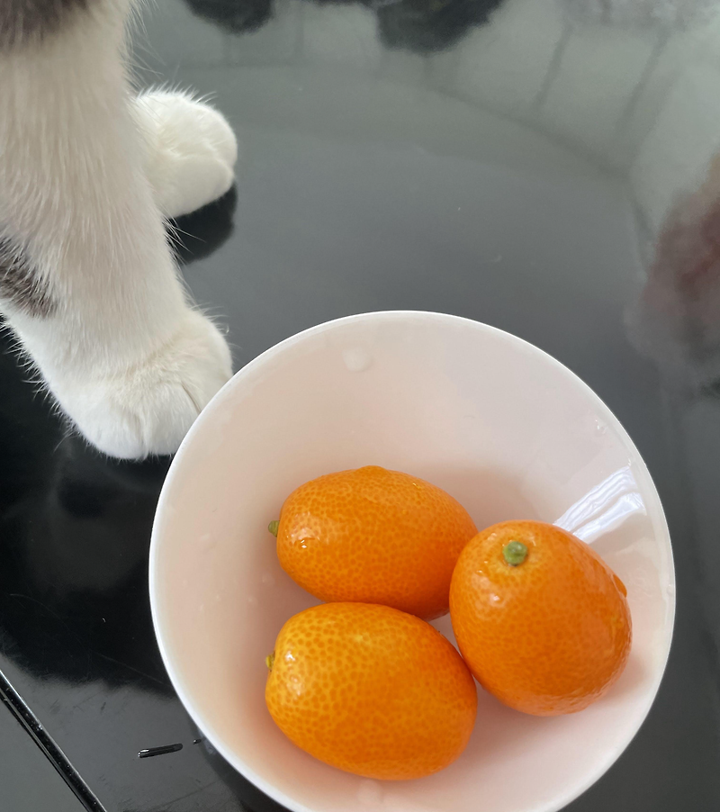 Kumquat, 금귤, 낑깡, 고양이, 무지개