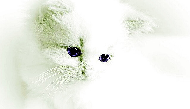 고양이 골골송 그루밍 눈인사 꾹꾹이등 애정 표현