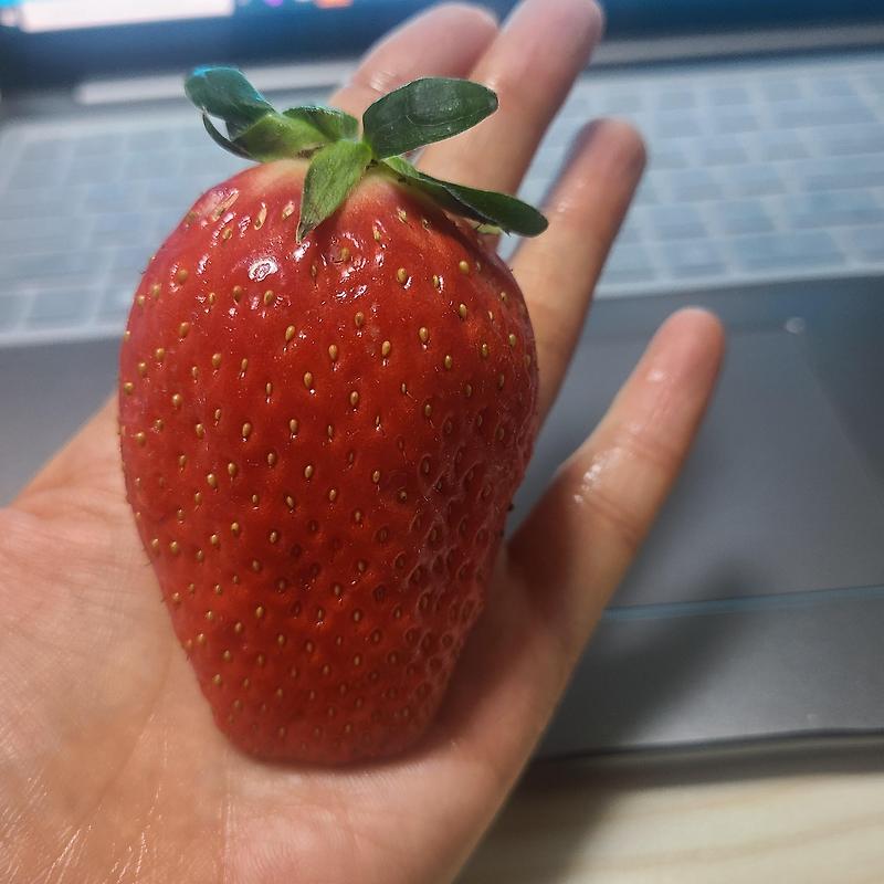 [과일] 1개에 2천원 꼴, 킹스베리 딸기