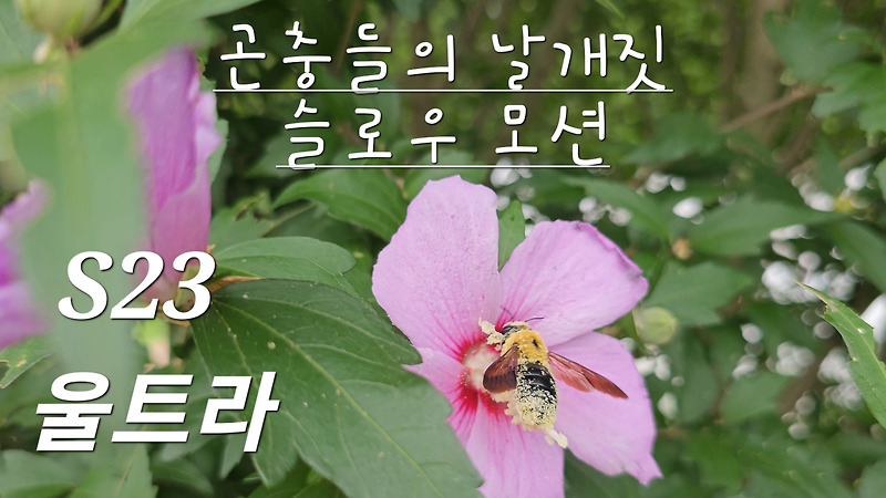 곤충들의 날개짓 초고속촬영 s23 울트라