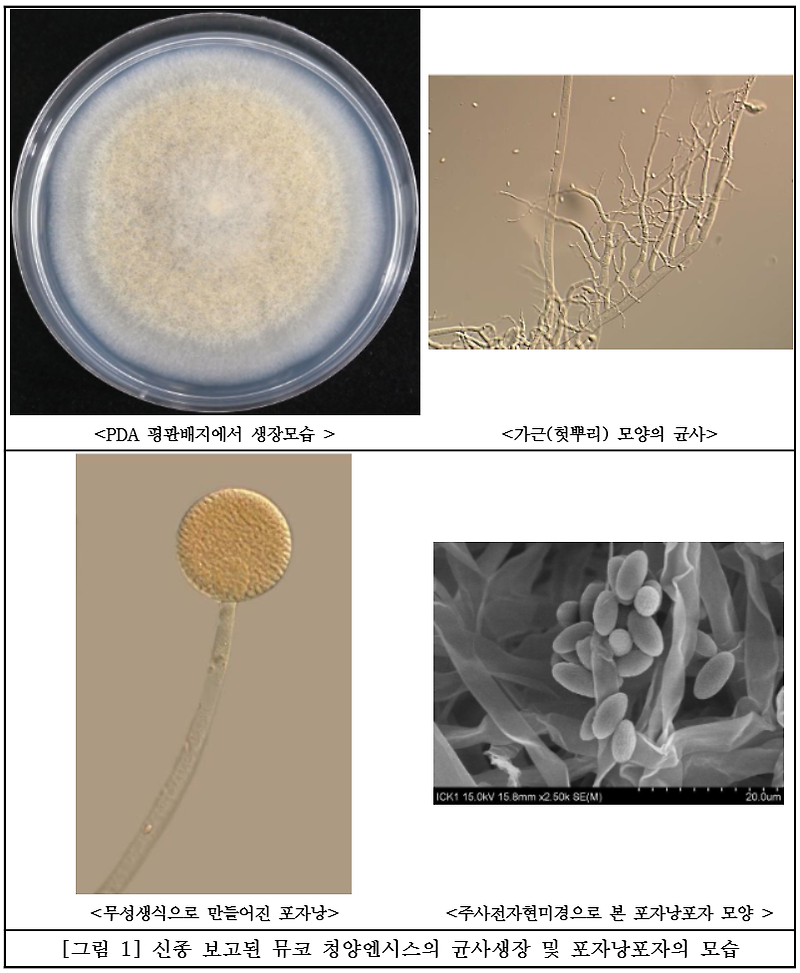털곰팡이속 신종 곰팡이 발견…플라스틱 분해 활용 기대