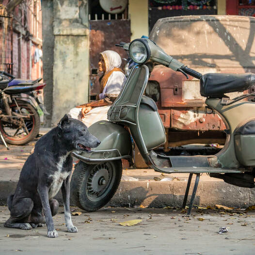 인도 콜카타 길거리 개들의 삶을 그린 장편 다큐멘터리 'Pariah Dog'