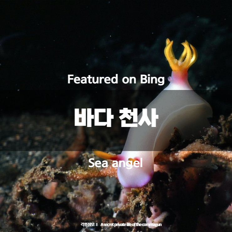 Featured on Bing - 바다 천사 Sea angel