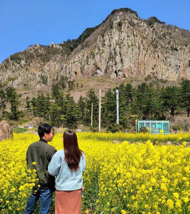 제주 유채꽃 명소와 근처 여행코스 정리 2탄! 산방산편(히든명소 공개)