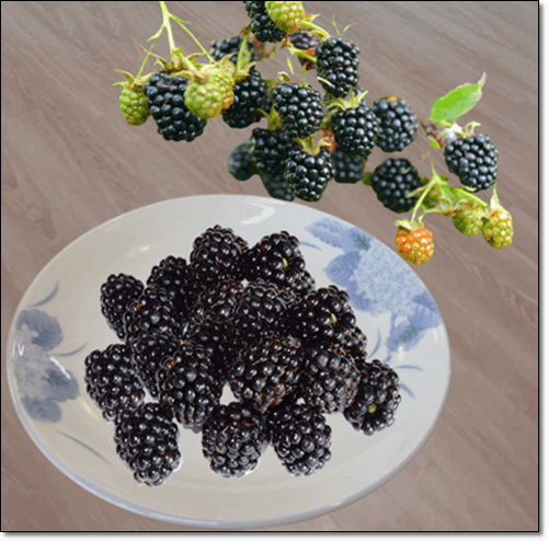 블랙베리(blackberry) 효능 및 활성물질, 먹는 법과 부작용