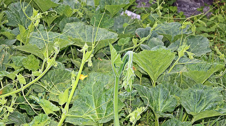 호박잎 효능,  부작용 그리고 호박잎 찌는법