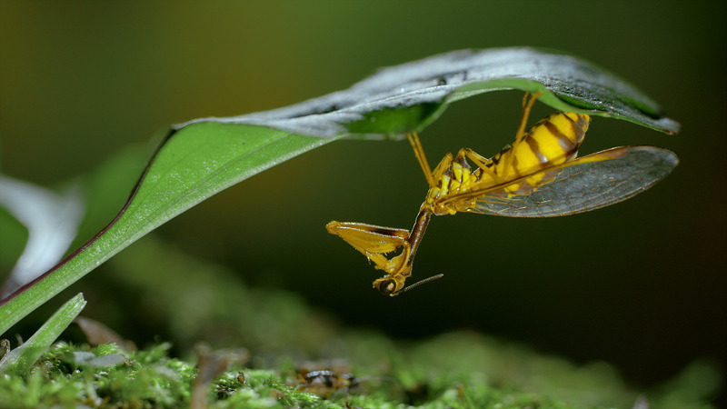 EBS 다큐프라임 '곤충, 전략의 귀재들'