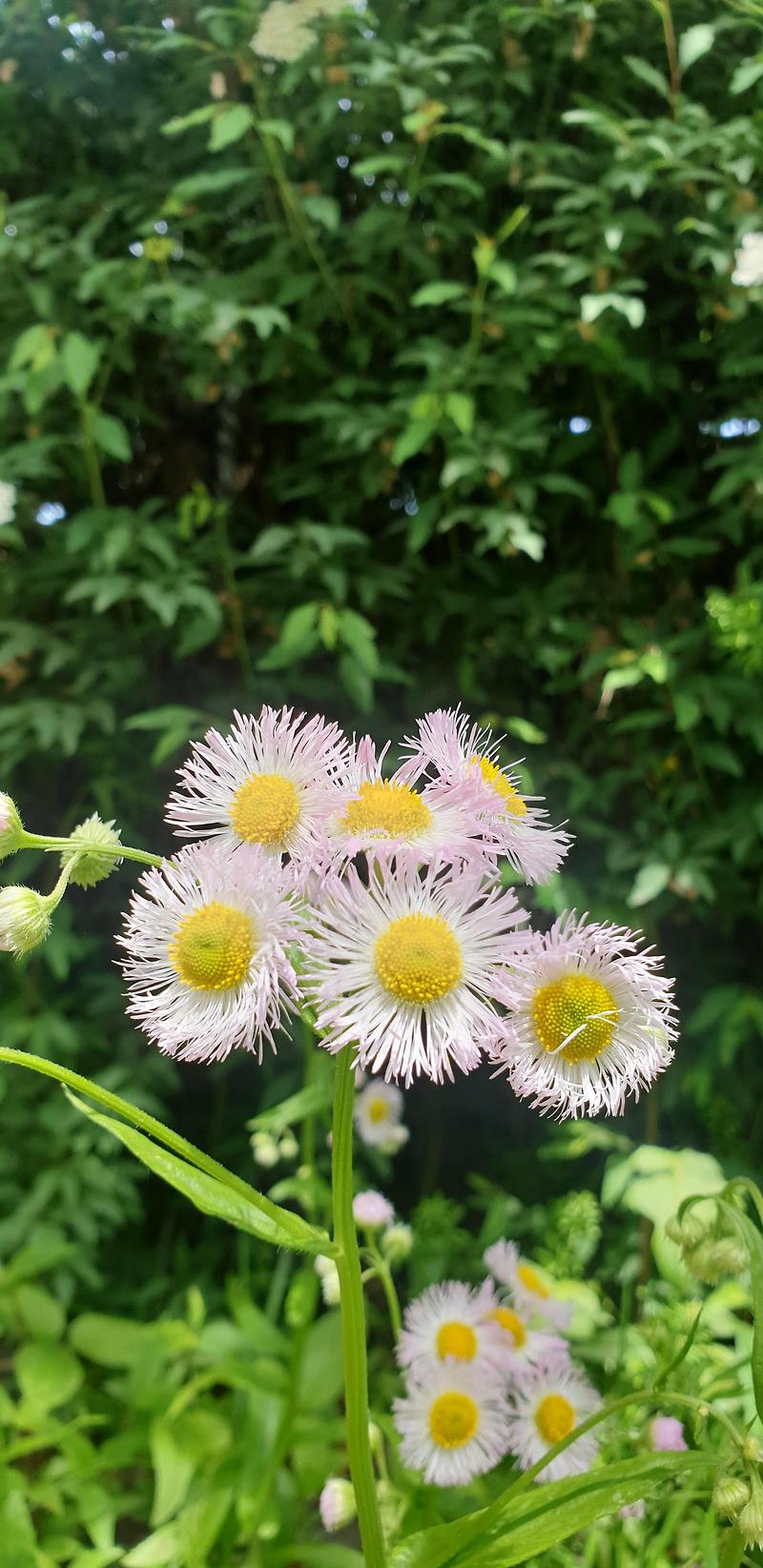 [꽃] 개망초 꽃말이 참 좋습니다
