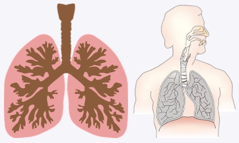 폐 섬유화 증상과 원인 및 치료 / 하얀 가래나 기침이 오래지속된다면?