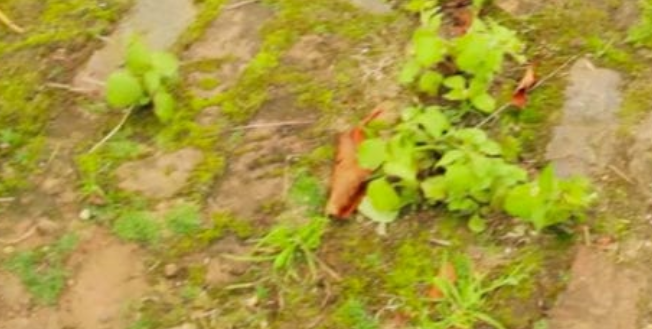 정원 잡초 제거하는  친자연적인  방법