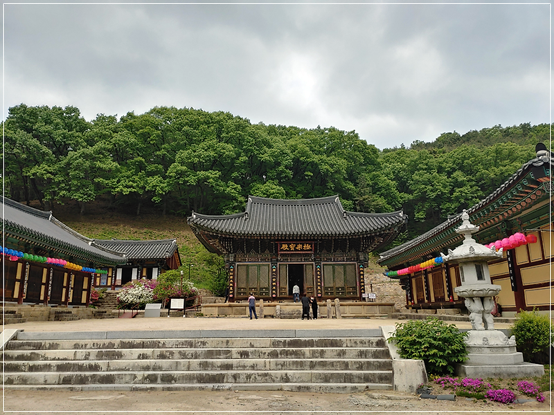 영천 팔공산 은해사 걷기 좋은 소나무 숲길 사찰 나들이