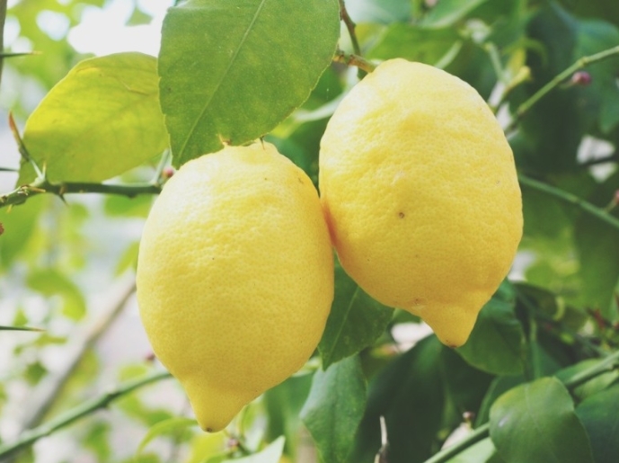 레몬효능과 레몬활용법