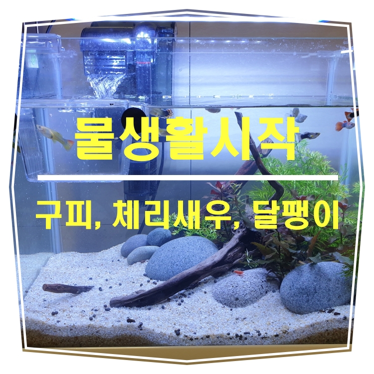 물생활시작_구피, 체리새우, 달팽이
