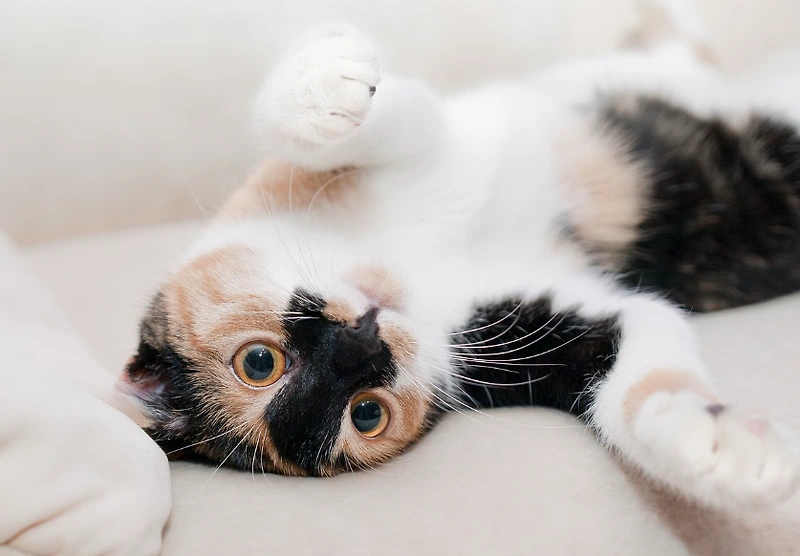 고양이 췌장염 어떤 증상과 무엇이 문제일까? 상세히 알아두자