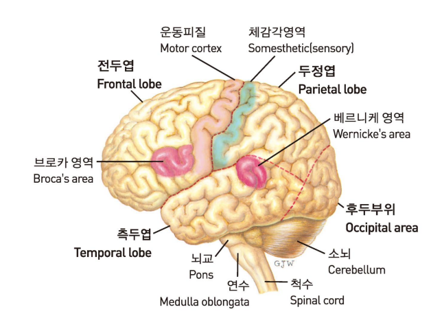 뇌의 구조 / 뇌신경