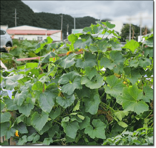 호박잎 효능 및 영양성분 호박잎 먹는 법