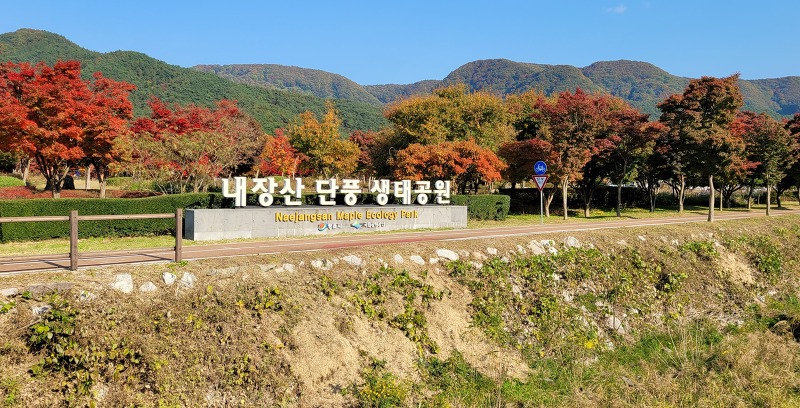 전북 정읍 내장산 단풍생태공원 단풍 구경 후기