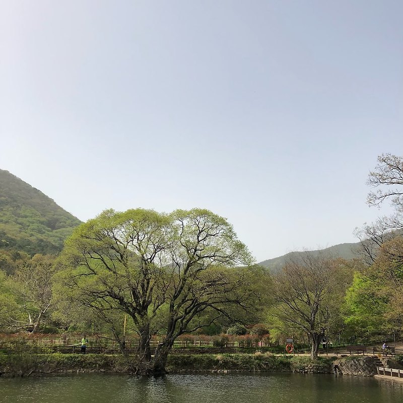 진해의 봄 : 내수면 환경 생태 공원