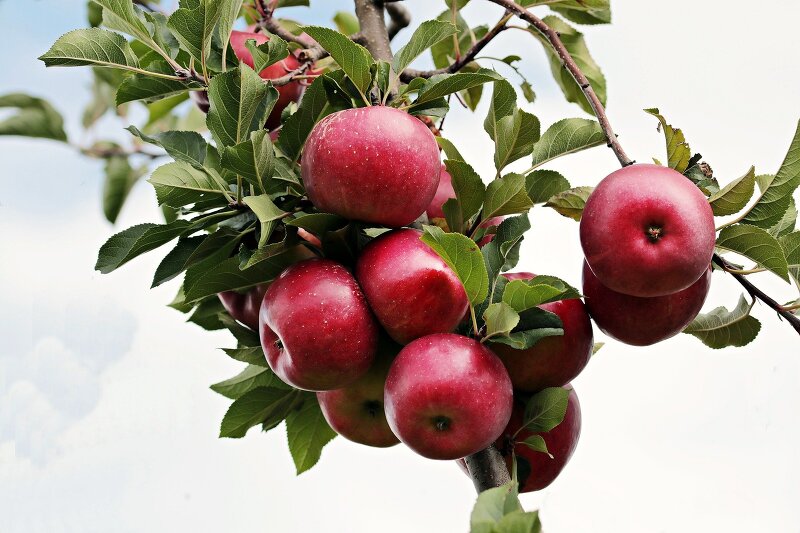 가을 제철 과일 사과의 효능 4가지! 그리고 밤에 먹는 사과는 독?