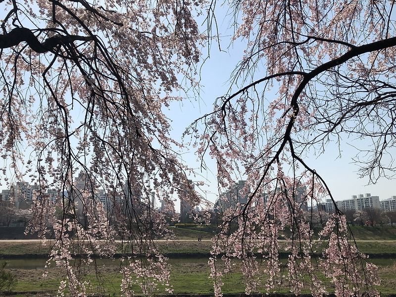 안양천 벚꽃길에서 봄을 만나다.
