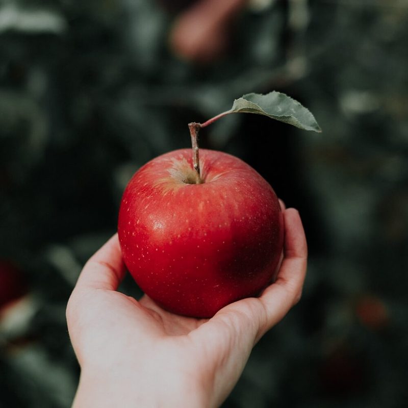 사과가 장 건강 개선에 주는 놀라운 효능