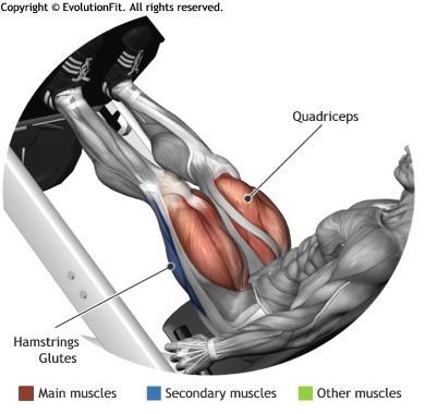 허벅지 살빼는 방법 - 파워 레그프레스 탄력 근육