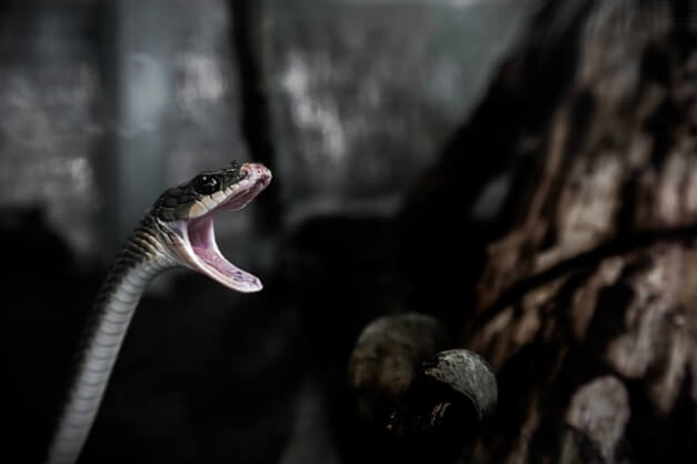 뱀 입 벌리는 이유. 뱀에 관한 7가지 재미있는 사실