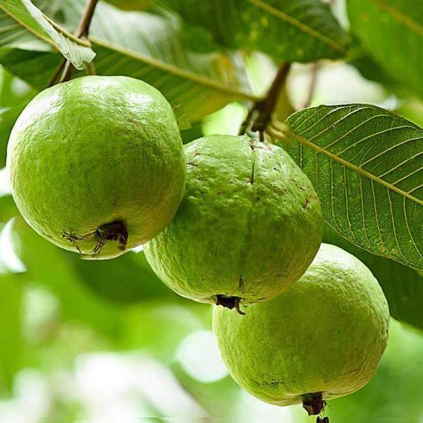 구아바 (Guava) 효능효과 & 부작용