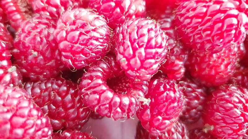 산딸기 효능 면역성 증대