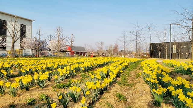 평택시, 15일부터 '2023 꽃으로 여는 평택의 봄' 개최