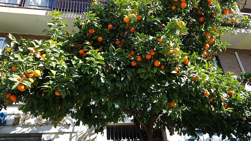 스페인여행1  오렌지나무