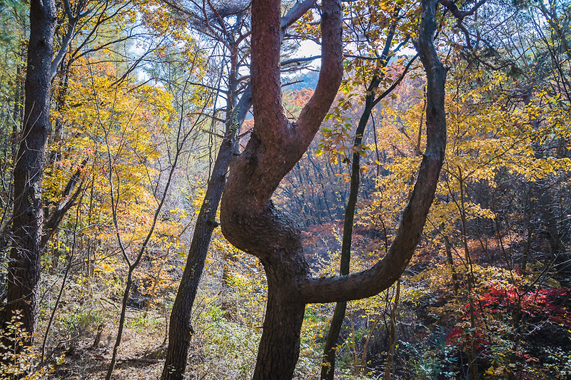 연아닮은 소나무가 있는 월악산 하늘재 길 (충주 계립령)