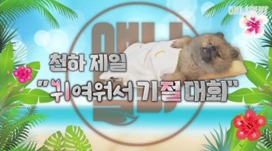 애니멀봐, '귀여워서 기절 대회 : 오마이독' 개최... 