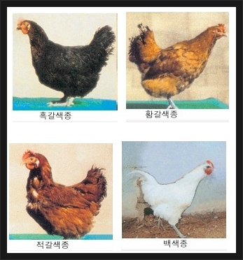  재래 닭의 종류 