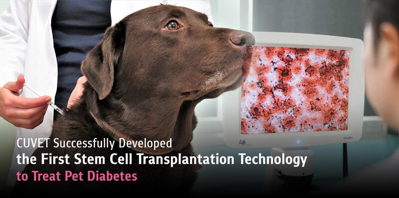 CUVET, '반려동물 당뇨병' 치료 위한 '줄기세포 이식 기술' 개발 성공