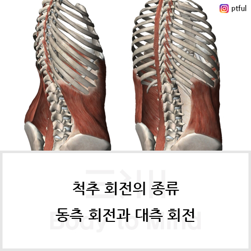 척추 회전(spinal rotation)의 종류, 동측 회전(ipsilateral direction)과 대측 회전(contralateral rotation)