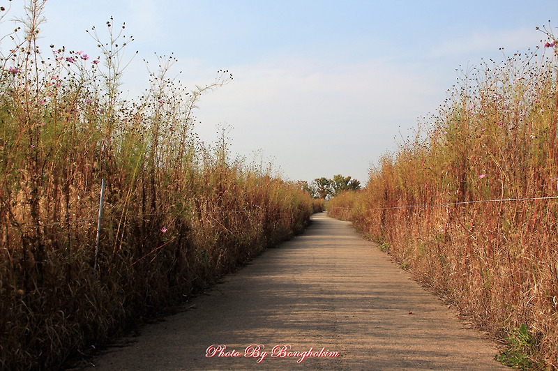 시흥갯골생태공원 가을빛으로 익어가는 갈대의 풍경