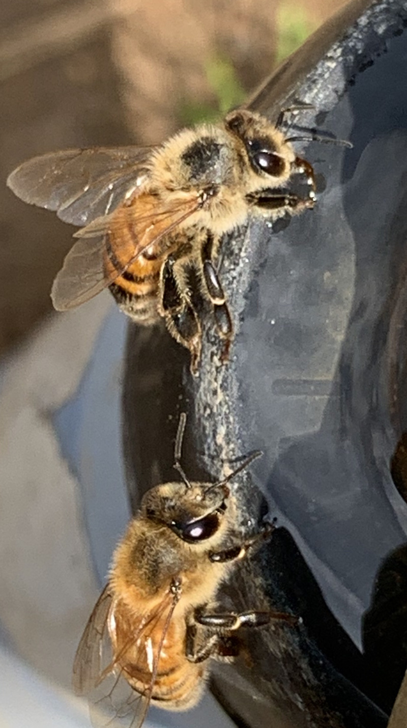 꿀벌들의 물 마시는 모습