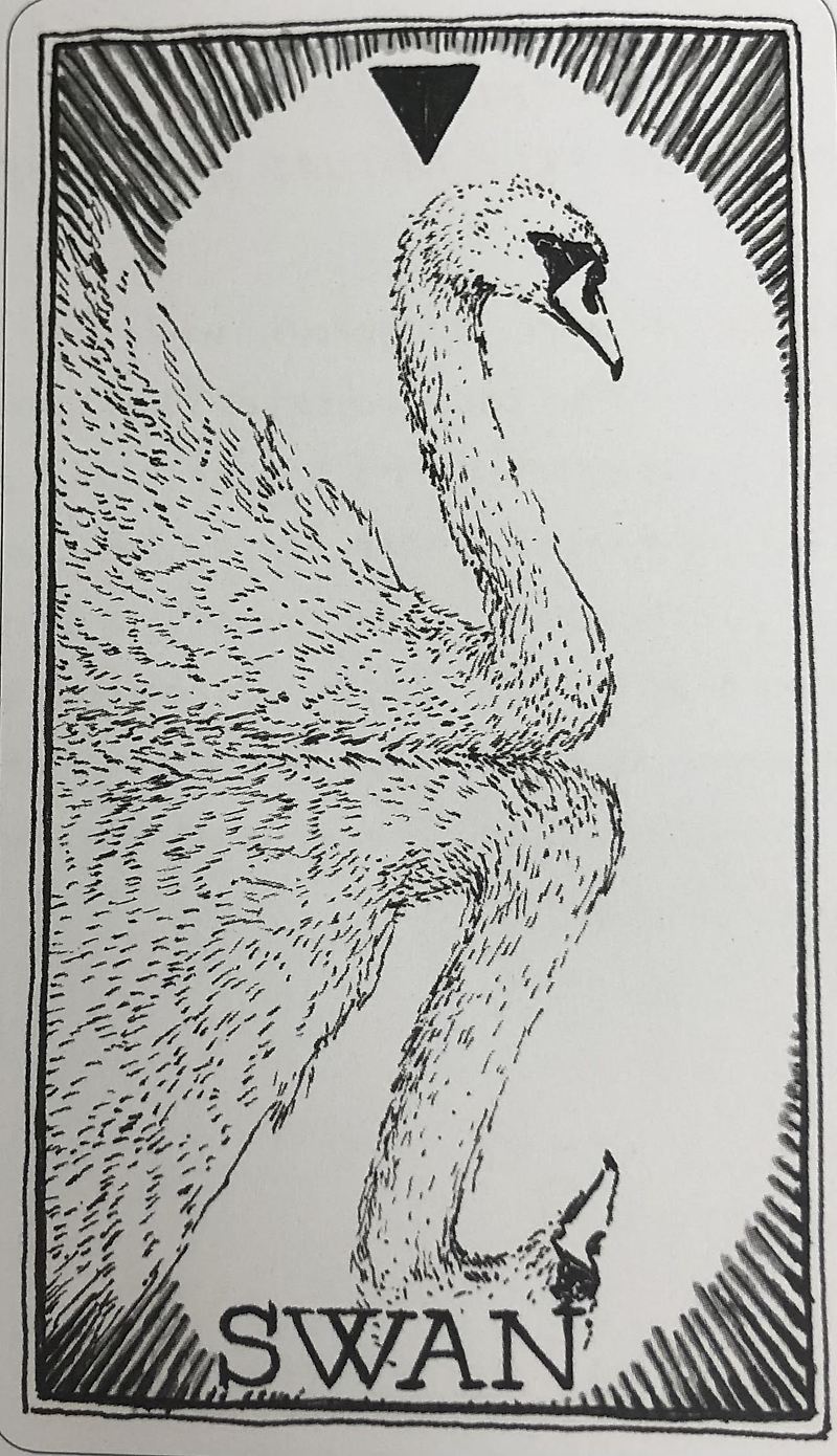 [오라클카드배우기/와일드언노운애니멀스피릿]The Wild Unknown Animal Spirit Swan 백조 해석 및 의미