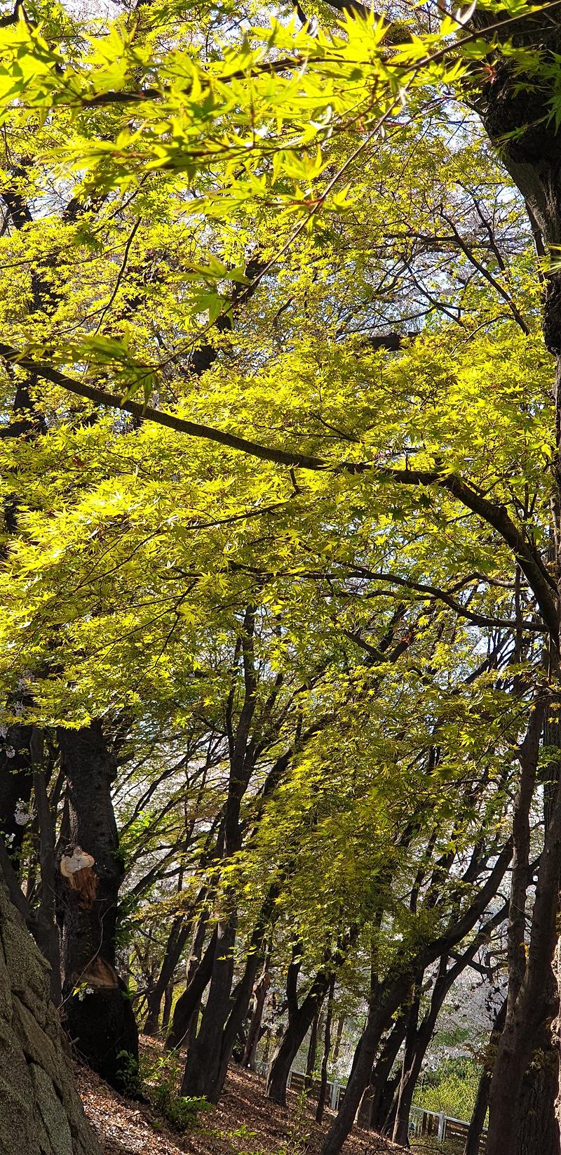 [봄날의풍경] 연록색 잎이 싱그러운 봄날의 풍경!!!