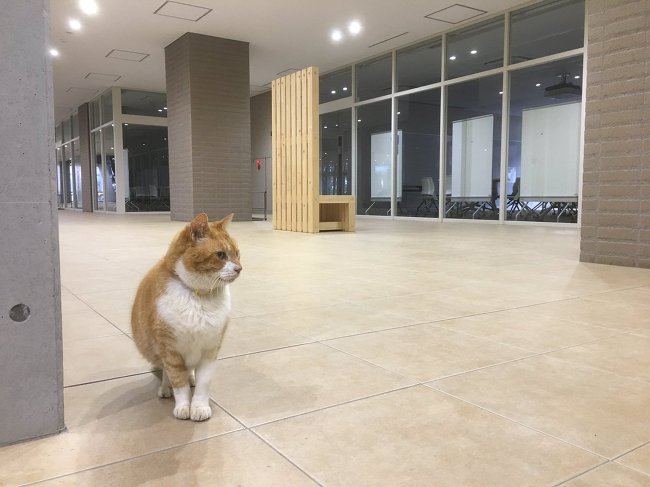 일본 도쿄의 최대 사립 종합 대학교 니치다이 니혼 대학교 생물 자원 과학부를 누비다 주목받게 된 귀여운 길고양이