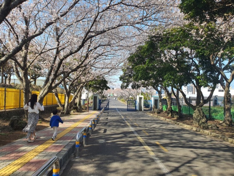 제주도 벚꽃 명소 - 애월고등학교