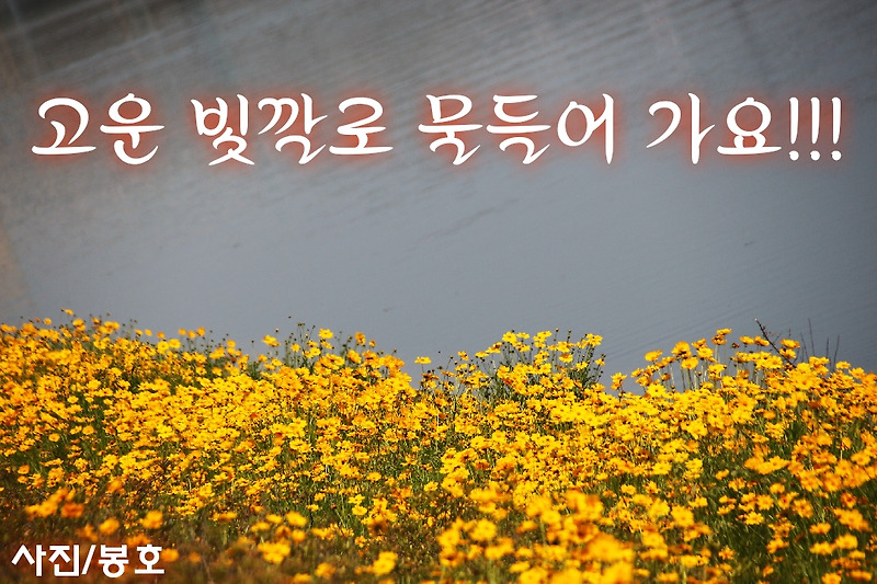 인천 아라뱃길을 노란빛으로 물들인 금계국꽃