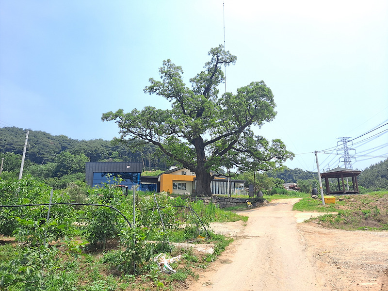 천연기념물 당진 삼월리 회화나무