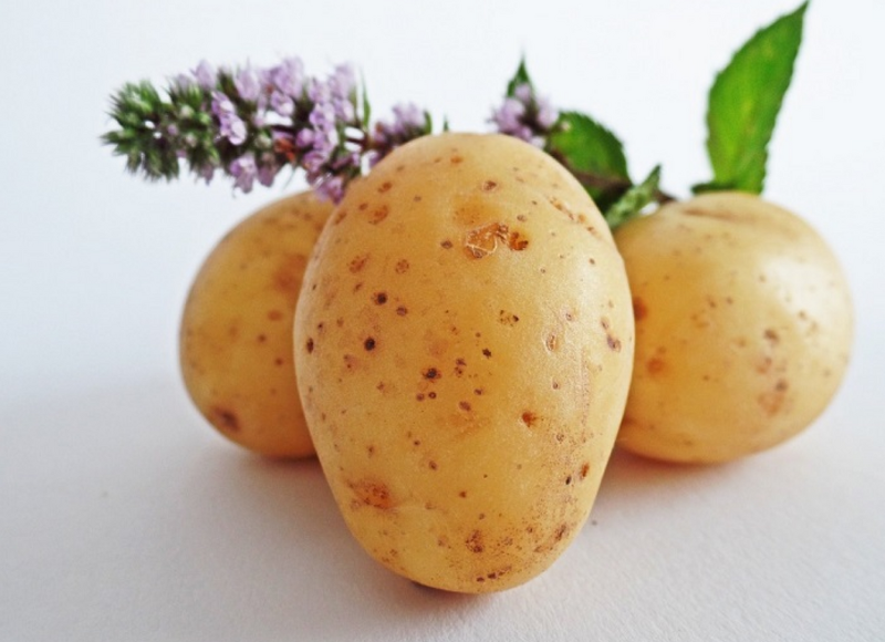 감자 심는시기 재배방법